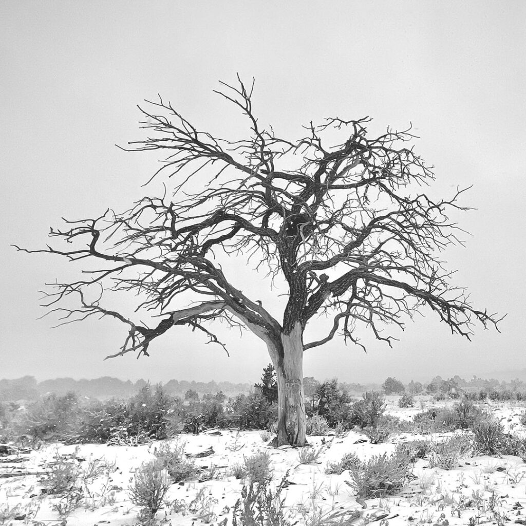 Wild rivers tree
