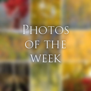 Link to Photos of the Week