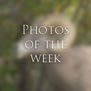 Link to Photos of the Week