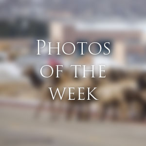 Link to Photos of the Week