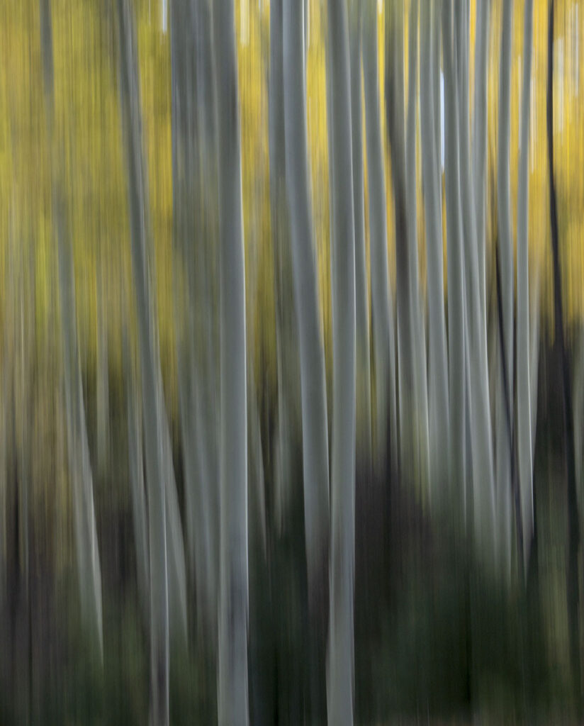 ICM in the aspens at Hopewell Lake, NM