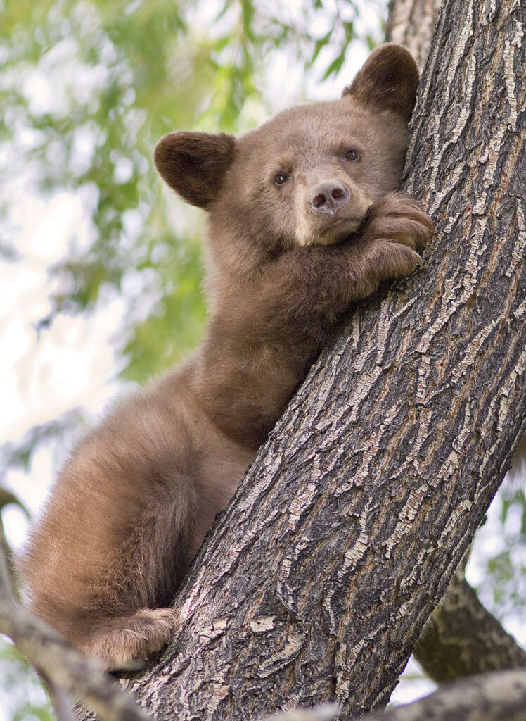 Bear cub, Arroyo Seco, NM