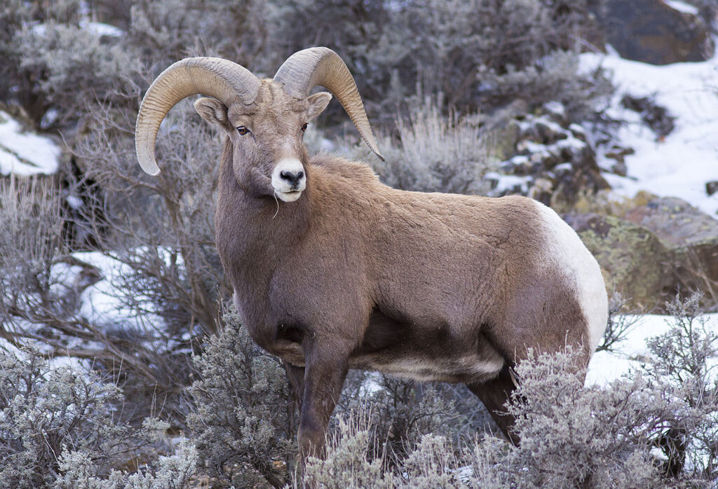 Bighorn Sheep, Rio Grande Gorge, NM