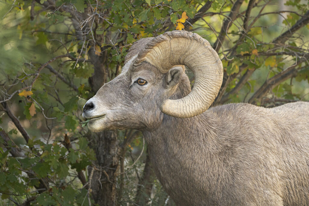Bighorn sheep, Red River Canyon