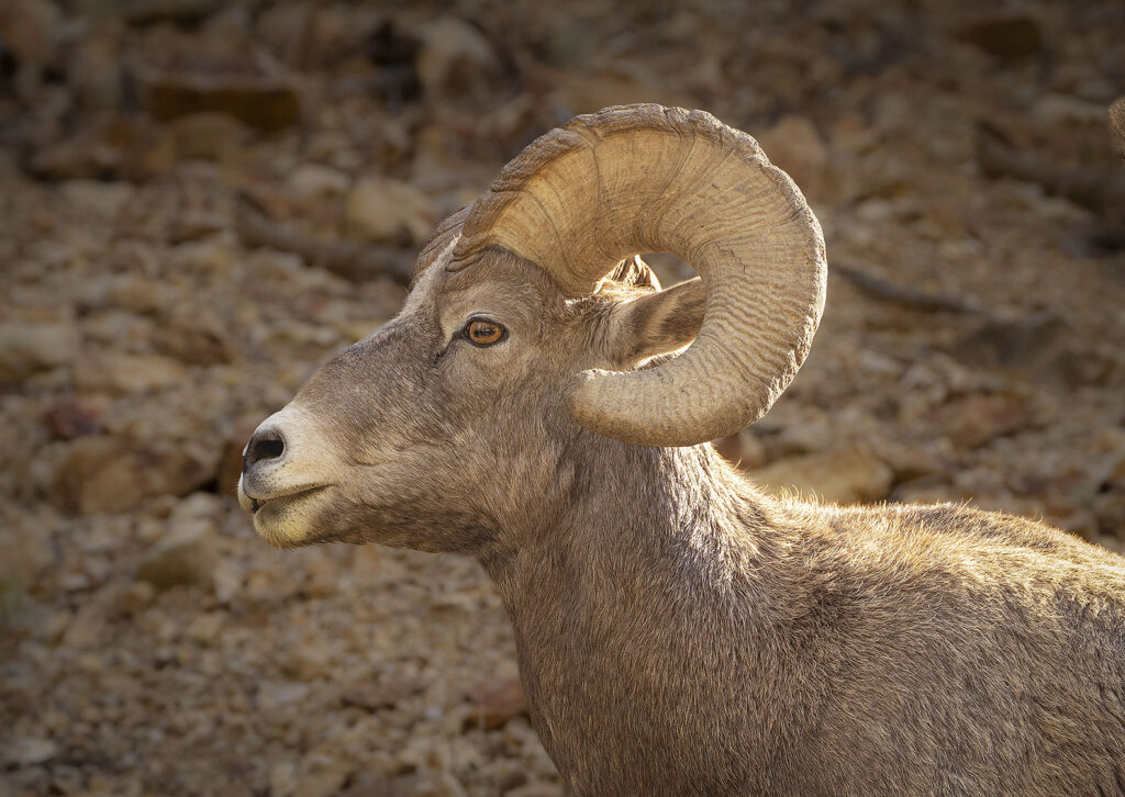 Bighorn sheep, Red River Canyon