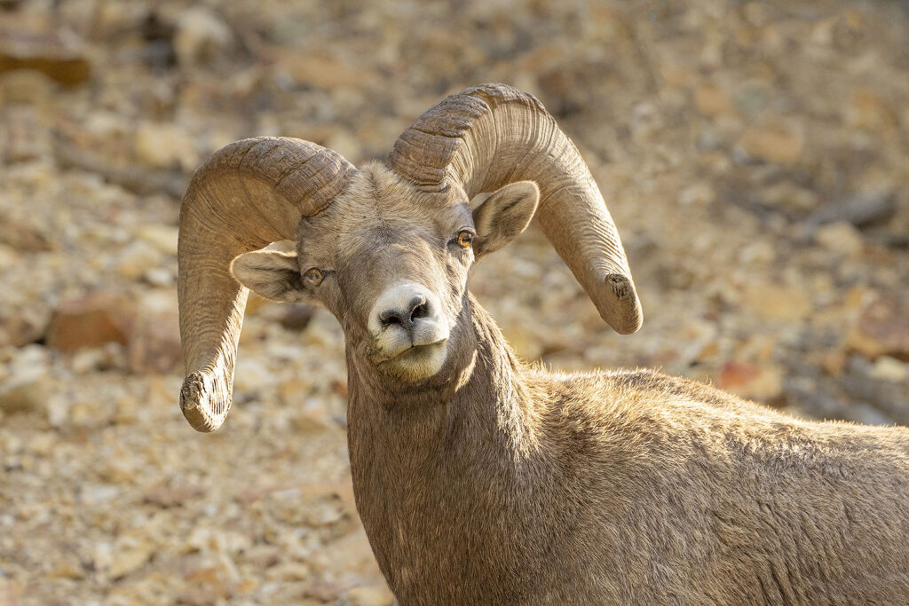Inquisitive look, Red River Canyon