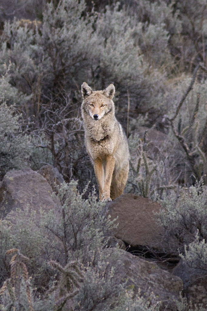 Coyote, Orilla Verde, NM
