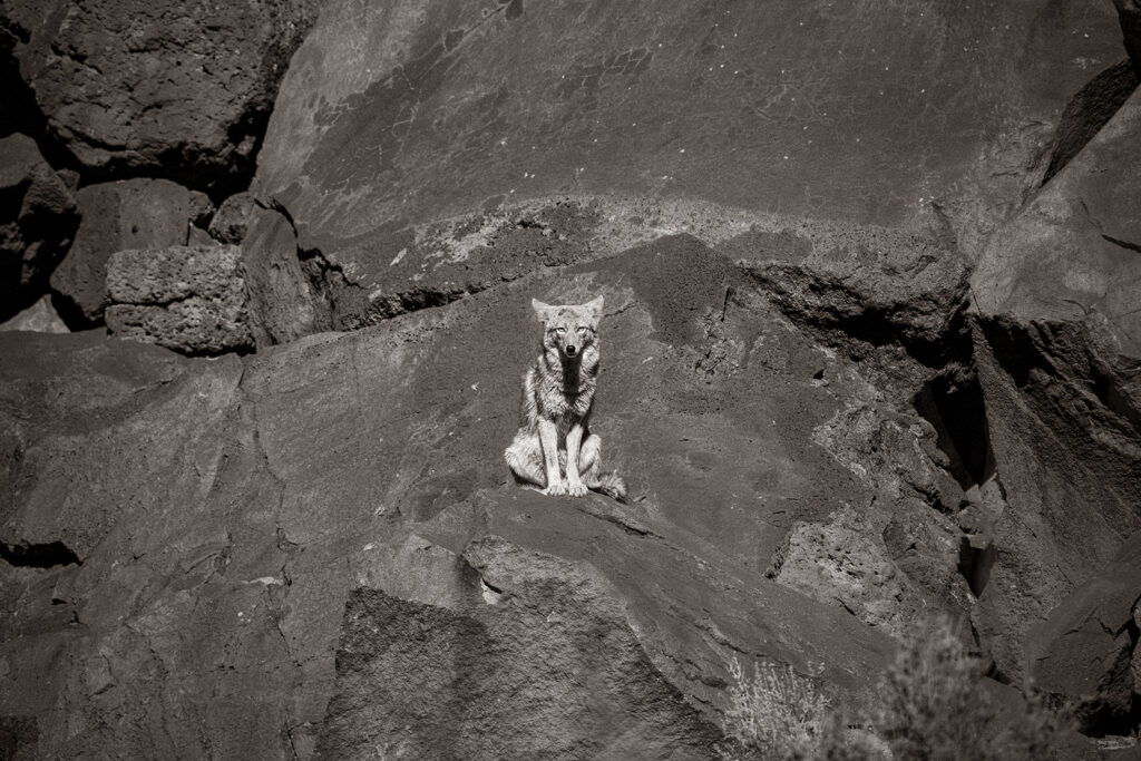 Coyote, On the rocks, Rio Pueblo, NM