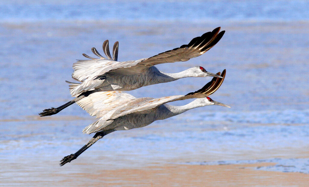 Sandhill cranes Bosque del Apache