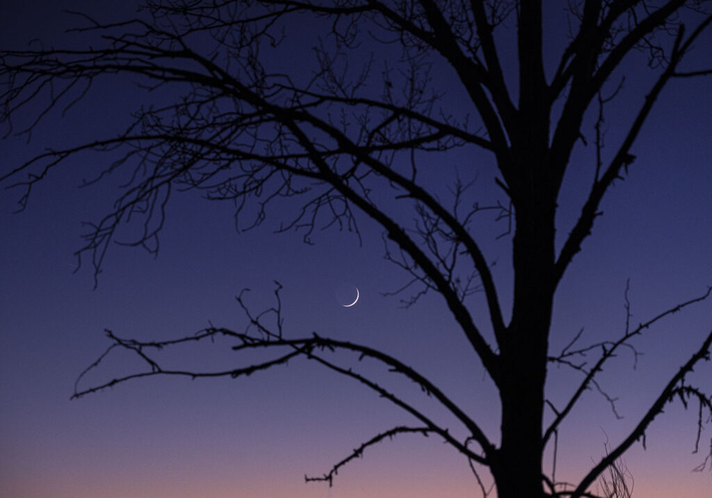 Crescent Moon and old Cottonwood Tree.