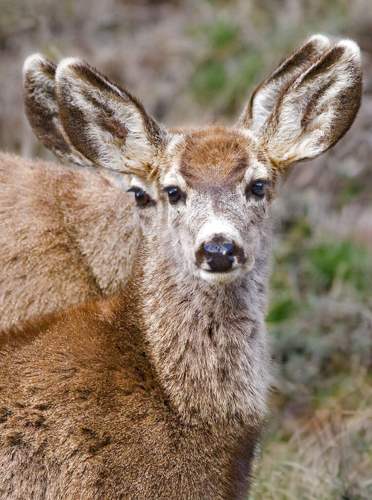 Random wildlife, Mule deer, Cimarron Canyon, NM