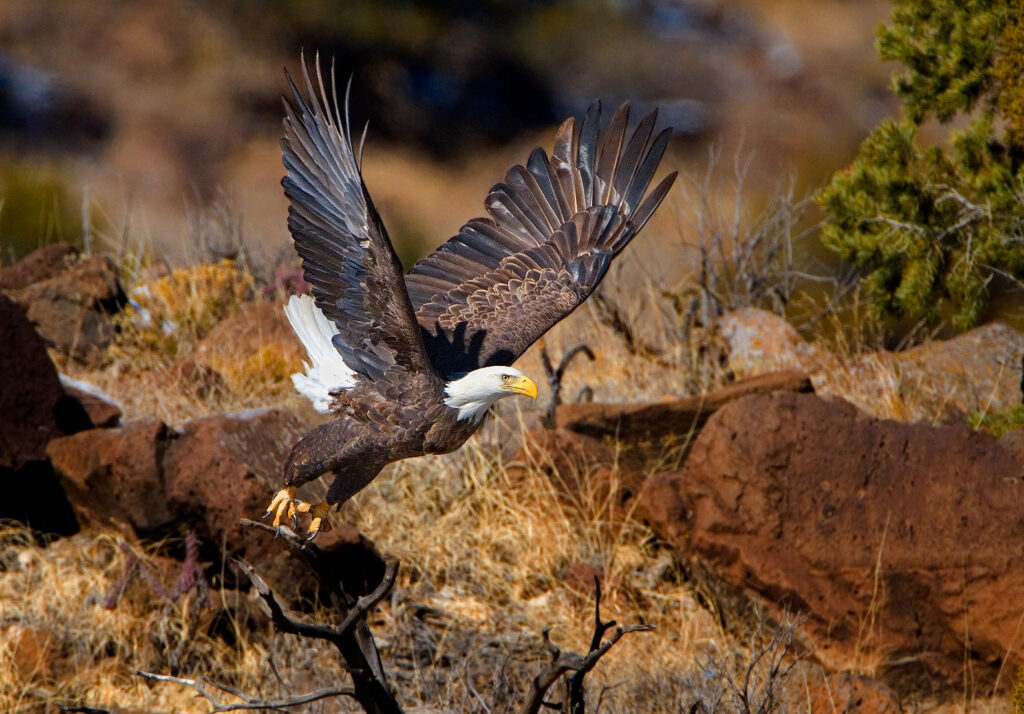 Bald Eagle lift off.