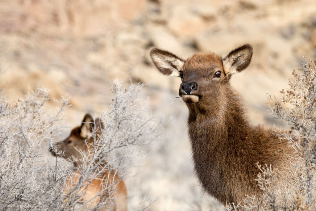 Elk, Chaco Canyon, NM
