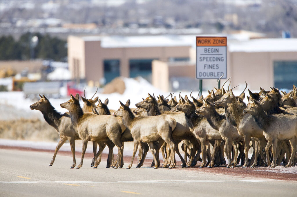 Random Wlidlife, Elk Crossing, Taos NM