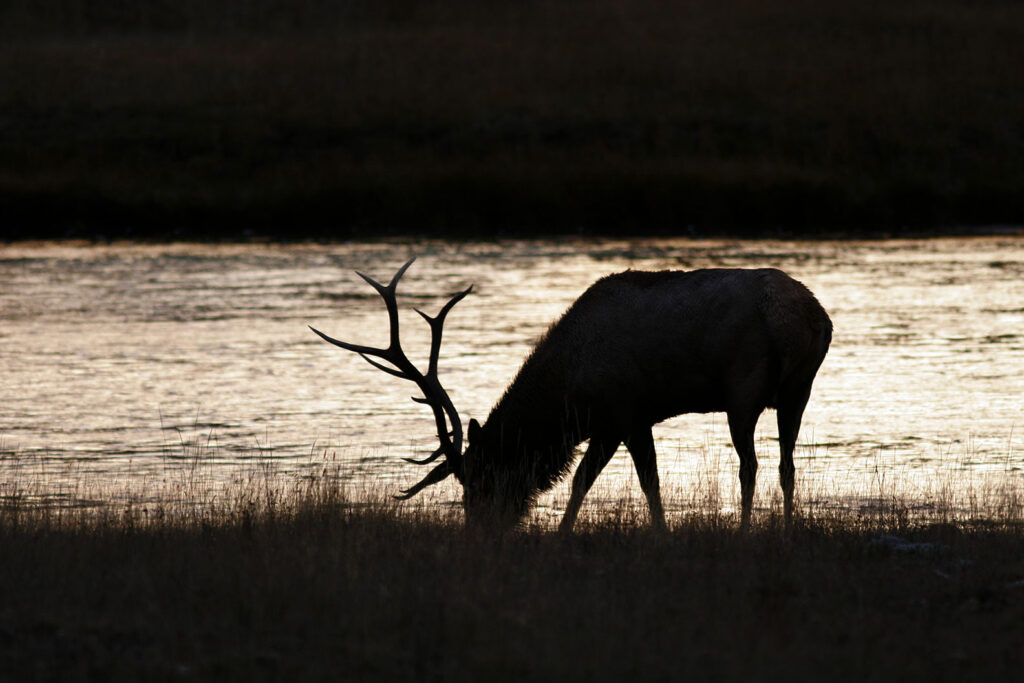 Elk, Yellowstone, NP Wyoming